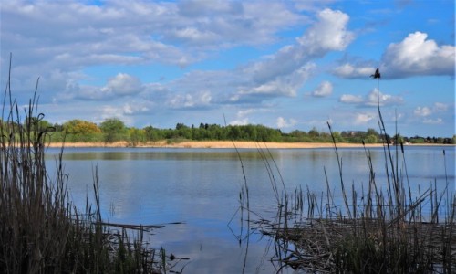 Zdjcie POLSKA / Zachodniopomorskie / Jezioro Binowskie (Puszcza Bukowa) / brzegiem jeziora...