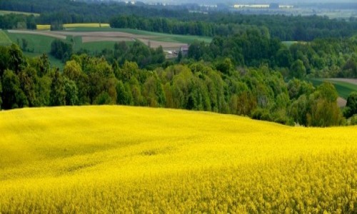 Zdjcie POLSKA / opolskie / okolice, Zawadzkie / P na p