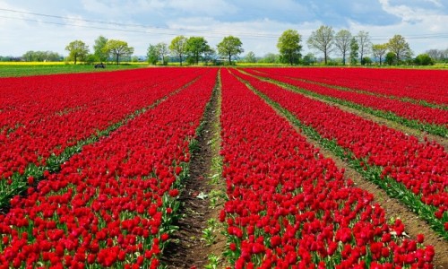 Zdjecie POLSKA / Pomorze / Trzcinisko / uawskie tulipany