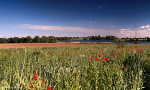 Zdjcie POLSKA / kujawsko-pomorskiego / Leszcze / Makowe pole
