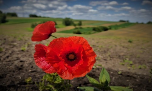 Zdjęcie POLSKA / małopolska / Podbeskidzie / czerwone maki