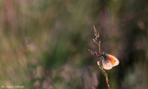 Zdjecie POLSKA / Dolina Noteci / Nadnoteckie gi / Poranek na gach 