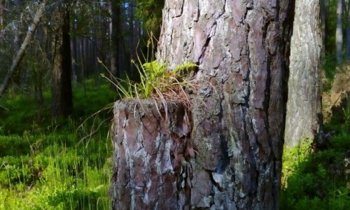 Zdjęcie POLSKA / Oleśnica / Ostrowina / Siła natury
