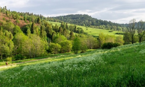 Zdjecie POLSKA / Bieszczady / opienka / Bieszczadzkie ki
