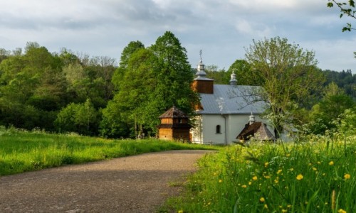 Zdjecie POLSKA / Bieszczady / opienka / opienka