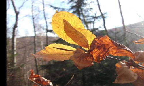 Zdjęcie POLSKA / Dolnośląskie, G.Izerskie / Świeradów-Czerniawa Zdr. Park SPA / Jesienne impresje w G.Izerskich