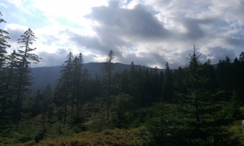 POLSKA / Beskidy / Babia Gra / Z bliska Babia Gra wyglda agodnie