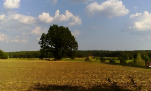 Zdjęcie POLSKA / Wielkopolska / Dzierżążno Małe / Jest taki samotny dąb