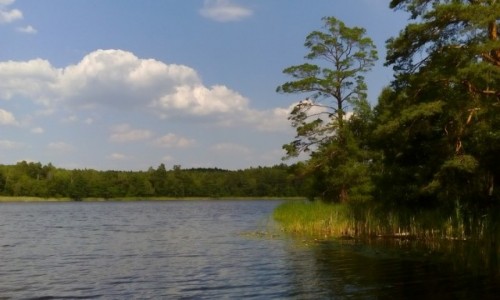Zdjęcie POLSKA / Wielkopolska / Dzierżążno Małe / Jezioro w środku lasu