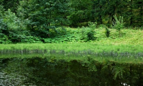 Zdjęcie POLSKA / Boguszów-Gorce / Masyw Dzikowca / Jeden z pięciu malowniczych stawów