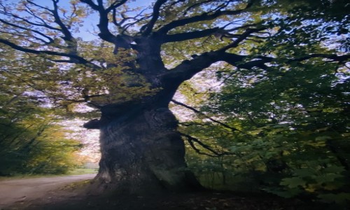 Zdjęcie POLSKA / Pomorskie  / Sasino  / Majestatyczne drzewo
