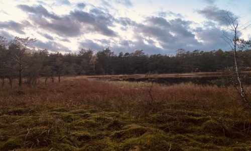 Zdjcie POLSKA / Pomorskie  / Jezioro Czarne  / Spokj natura 