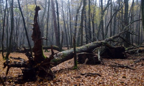 Zdjcie POLSKA / Kampinoski Park Narodowy / O.O.. Sierakw / Jedna na drugiej