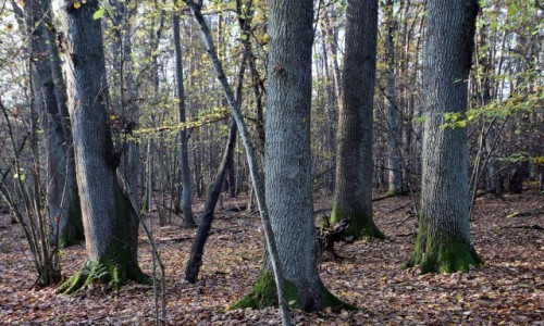 Zdjcie POLSKA / Kampinoski Park Narodowy / O.O.. Krzywa Gra / Dby w grdzie