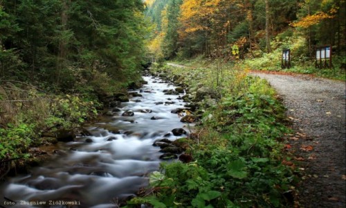Zdjcie POLSKA / Zakopane / Dolina Olczyska / Wzdu grskiego potoku