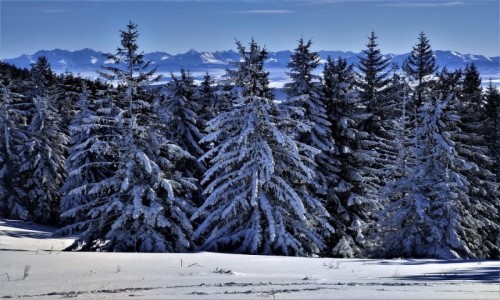 Zdjcie POLSKA / Beskid ywiecki / Pasmo Policy / widok z hali krupowej 
