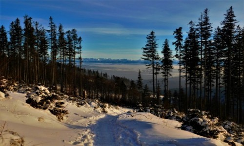 Zdjcie POLSKA / Beskid ywiecki / hala krupowa / pikna zima na szlaku