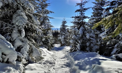 Zdjcie POLSKA / Beskid ywiecki / hala krupowa / w drodze...