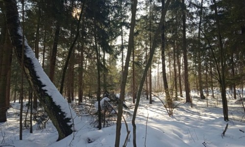 Zdjecie POLSKA / Podlasie / Biaystok / Spacer o poranku