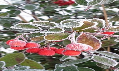 Zdjecie POLSKA / Małopolska / Kielce. / Irga.