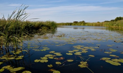 Zdjcie POLSKA / Podlasie / liwno / Narew