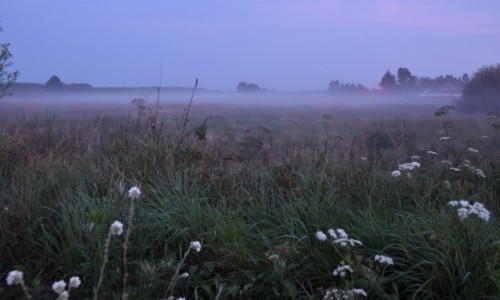 Zdjecie POLSKA / Podlasie / Podlasie / Wieczorne mgy na Podlasiu