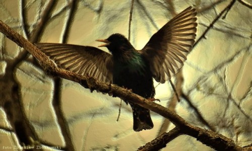 Zdjecie POLSKA / Dolina Noteci / Nadnoteckie gi / Szpak -(Sturnus vulgaris) 
