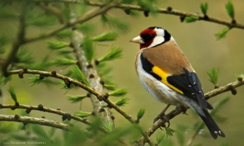 Zdjecie POLSKA / Dolina Noteci / Puszcza Notecka / Szczygie (Carduelis carduelis) 