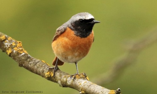 Zdjecie POLSKA / Dolina Noteci / Nadnoteckie gi /  Pleszka (Phoenicurus phoenicurus)