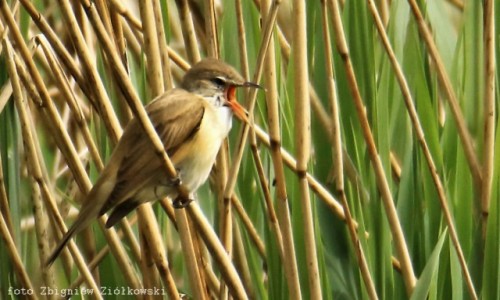 Zdjecie POLSKA / Dolina Noteci / Nadnoteckie gi / Trzcinniczek (Acrocephalus scirpaceus) 