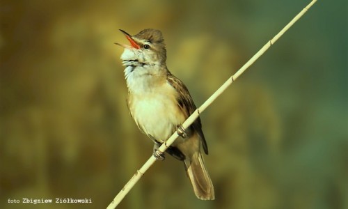 Zdjecie POLSKA / Dolina Noteci / Nadnoteckie gi / Trzciniak (Acrocephalus arundinaceus)
