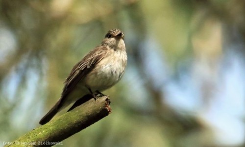 Zdjcie POLSKA / Dolina Noteci / Puszcza Notecka / Muchowka szara (Muscicapa striata)