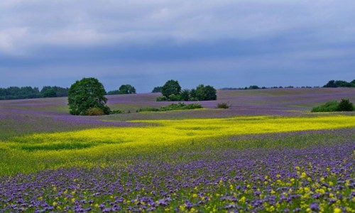 Zdj�cie POLSKA / Zachodniopmorskie / Czaplinek  /  faceliowe pole 