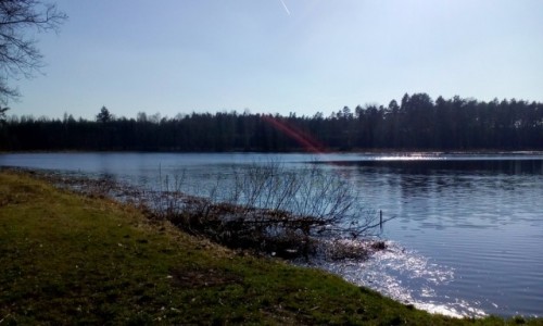 Zdjęcie POLSKA / Śląsk / Tychy / Las w Nadleśnictwie Kobiór
