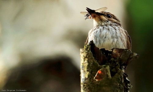 Zdjcie POLSKA / Puszcza notecka / Dolina Noteci / Muchowka szara (Muscicapa striata)