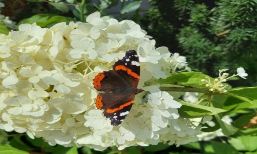 Zdj�cie POLSKA / Opolskie / Przysiecz / Rusa�ka admira� na hortensji