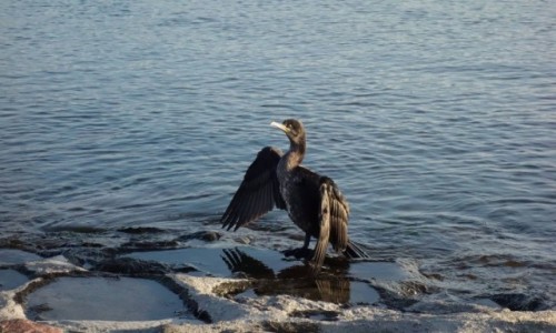 Zdjecie POLSKA / zachodniopomorskie / winoujcie / kormoran