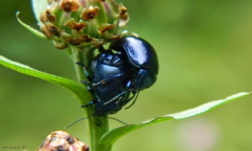 Zdj�cie POLSKA / Woj.malopolskie / Szlak na Mielnik. / W mi�osnym u�cisku.