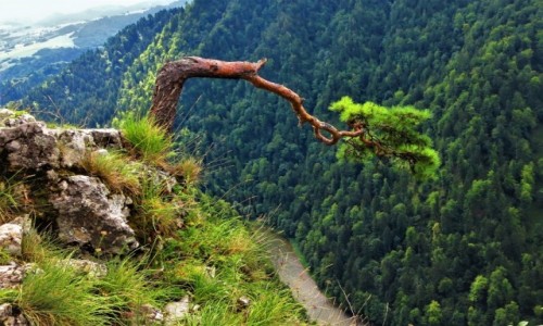 Zdjecie POLSKA / Pieniny / Sokolica / bya i wci jest!:)