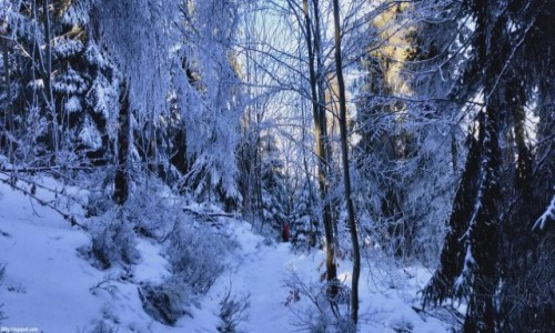 Zdjecie POLSKA / Beskid lski / Kiczory / Baniowe Beskidy
