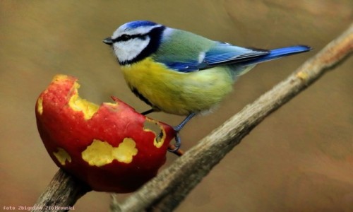 Zdjecie POLSKA / Bory Tucholskie / Dolina Brdy / Sikora modra (Cyanistes caeruleus) 