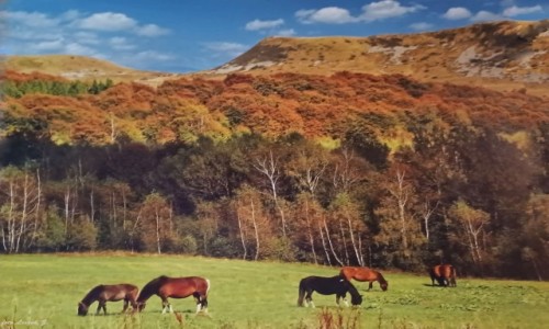 Zdjcie POLSKA / Bieszczady. / Woosate. / Woosate - konie huculskie pod Tarnic.