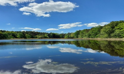 Zdjcie POLSKA / opolskie / Lipno koo Niemodlina / Staw w arboretum