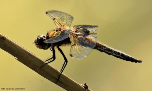 Zdjecie POLSKA / Dolina Noteci / Nadnoteckie gi / Waka (Odonata)