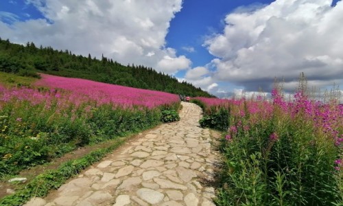 Zdjcie POLSKA / Tatry Wysokie / Hala Gsienicowa / Kolorowo