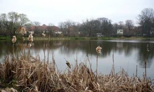 Zdjęcie POLSKA / Mazowsze / Nieborow / nad stawem
