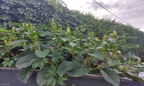 Zdjecie POLSKA / woj.warmisko-mazurskie. / Iawa. / Szkaratka Amerykaska.