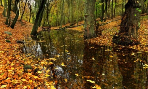 Zdjcie POLSKA / kujawsko-pomorskiego / BoryTucholskie / las roztacza swoje wspaniae jesienne barwy.