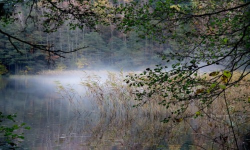 Zdj�cie POLSKA / Zachodniopomorskie / Manowo / We mgle