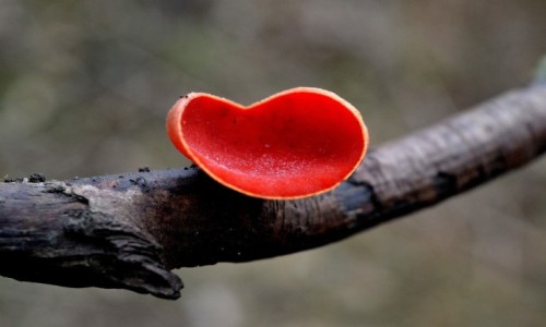 Zdjecie POLSKA / Zachodniopomorskie / Koszalin / Czarka szkaratna